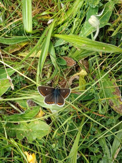 Northern Brown Argus butterfly