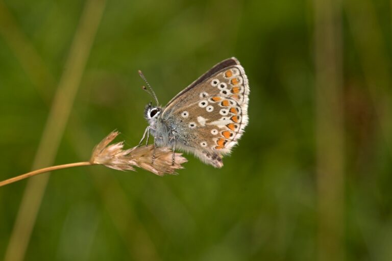 Northern Brown Argus butterfly (underwing)