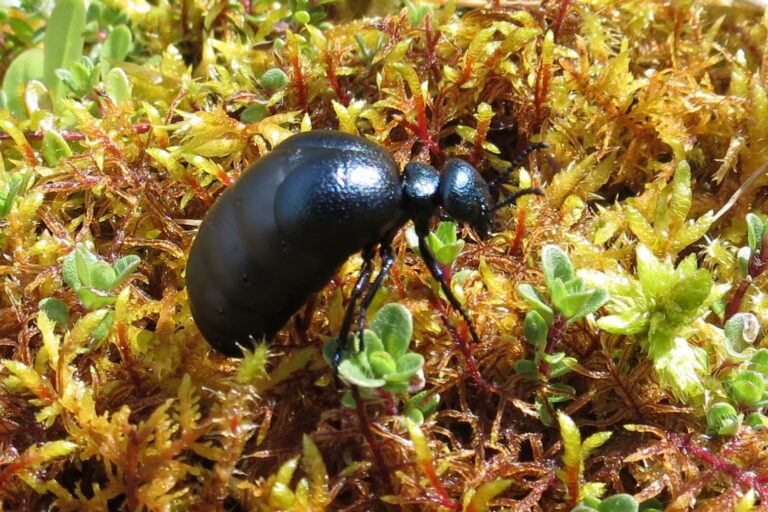 Short-necked oil beetle