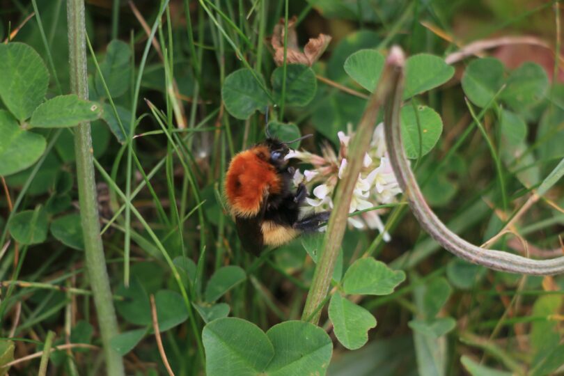 Shetland bumblebee - a bumblebee with a bright orange thorax - on a white clover