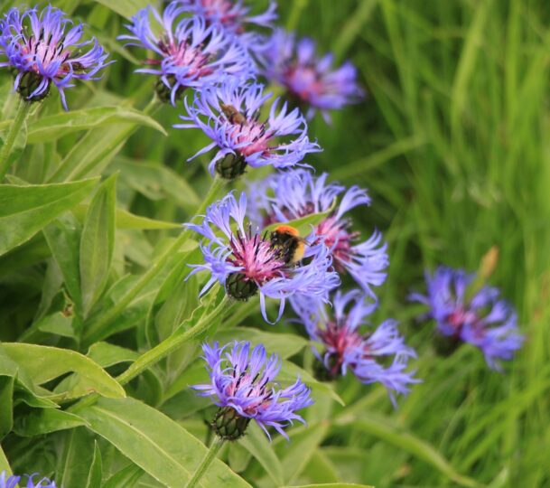 Shetland bumblebee on a flower