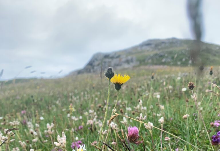 Shetland mouse-eared hawkweed in a meadow of wildflowers