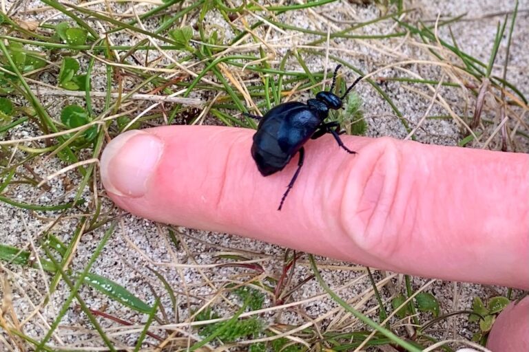 A short-necked oil beetle (a small black beetle) on a finger