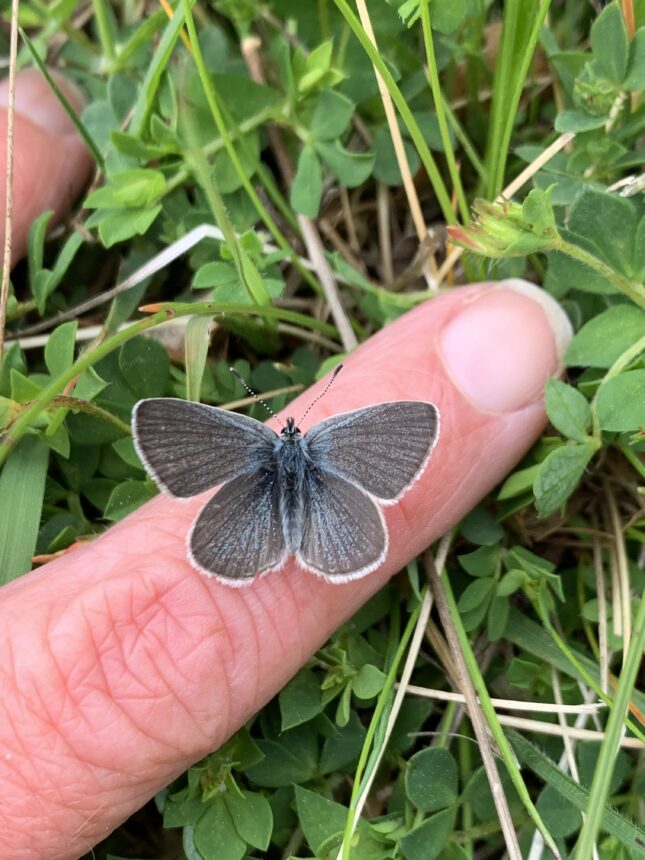 Small blue butterfly | Species On The Edge - Wildlife & Habitat ...