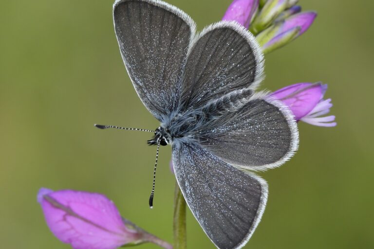 Small blue butterfly (c) Iain H Leach