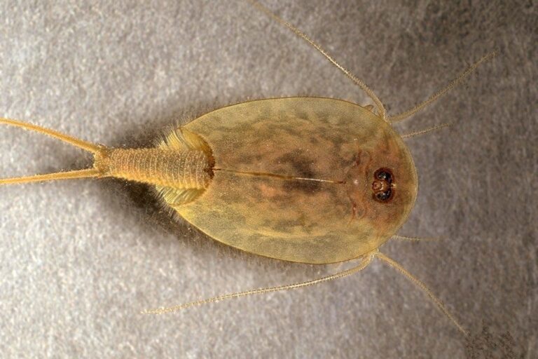 Tadpole Shrimp
