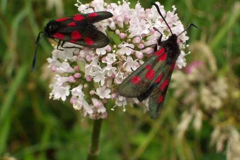 Two Talisker burnet moths on a flower
