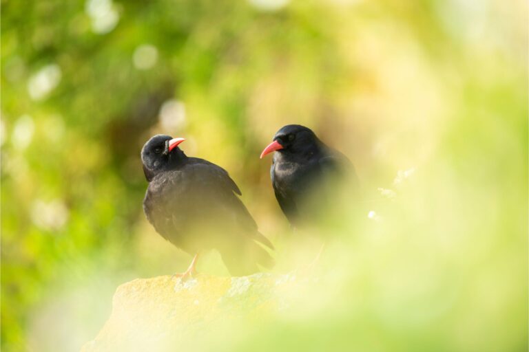 Two red-billed choughs