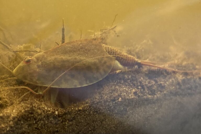 Tadpole Shrimp