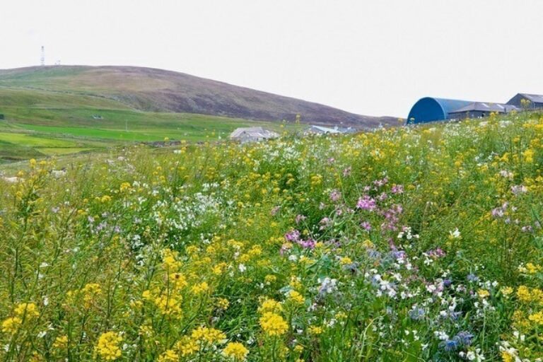 A field of colourful wildflowers