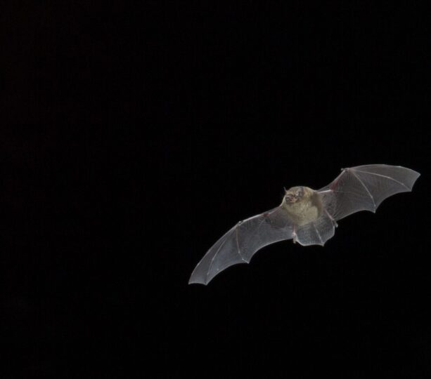 Soprano pipistrelle in flight