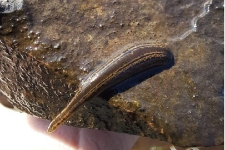 Medicinal leech on a rock