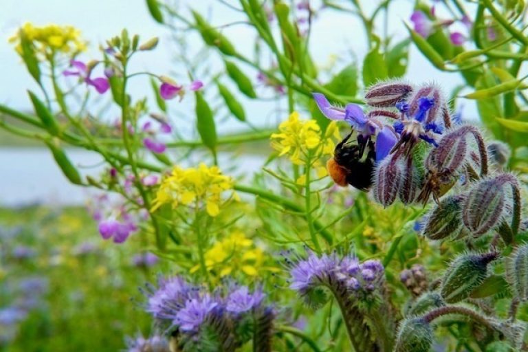 Shetland Bumblebee among colourful flowers at Firva, Shetland