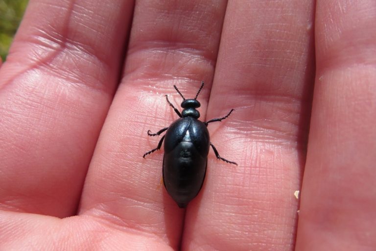 Short-necked Oil Beetle