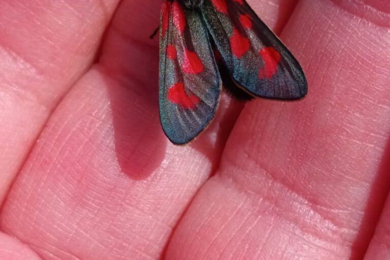 Slender scotch burnet moth in hand