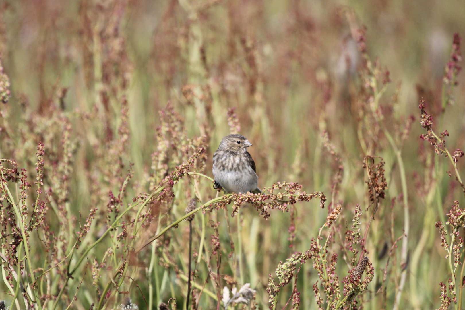 Twite | Species On The Edge - Wildlife & Habitat Conservation