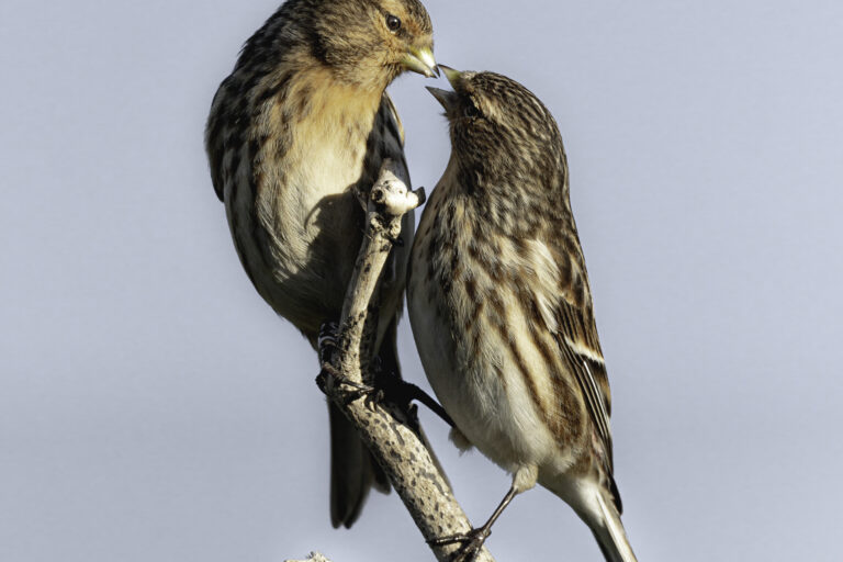 Two Twite on a branch