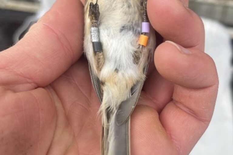 A twite held in a hand. The twite has several rings on its legs