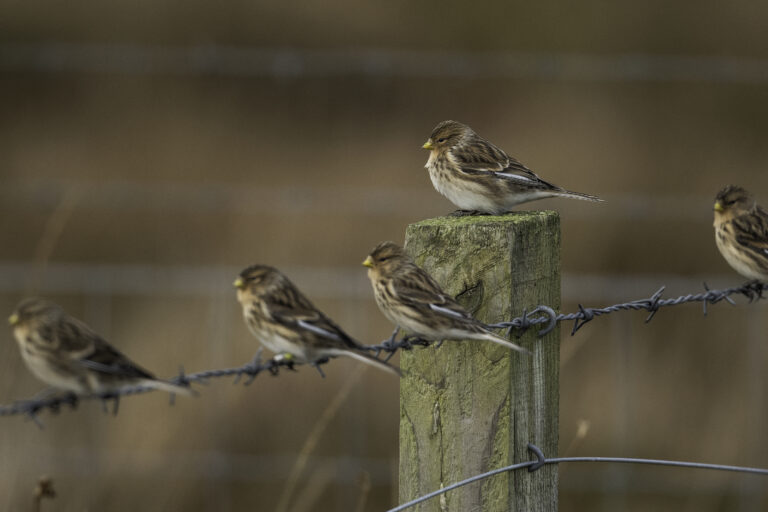Five twite perched on a fence
