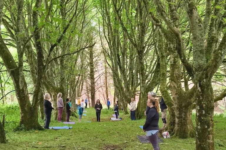 A group of people do yoga in a forest