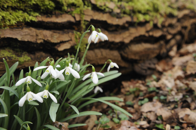 Snowdrops