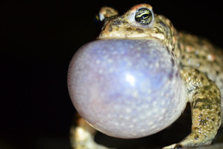 Male natterjack toad