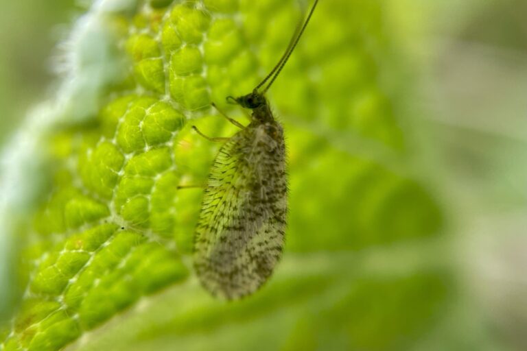 Discover the Bordered Brown Lacewing & Northern Brown Argus, St Cyrus, 20 June