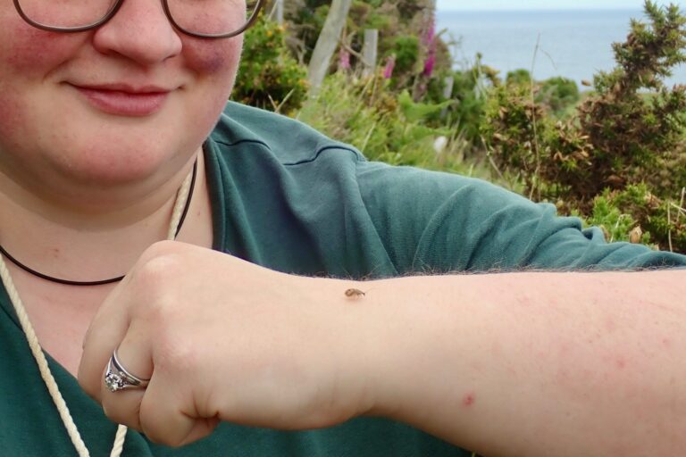 Citizen science: bugs edition