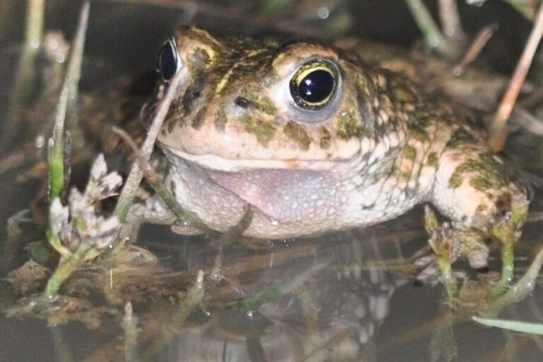 Natterjack toad