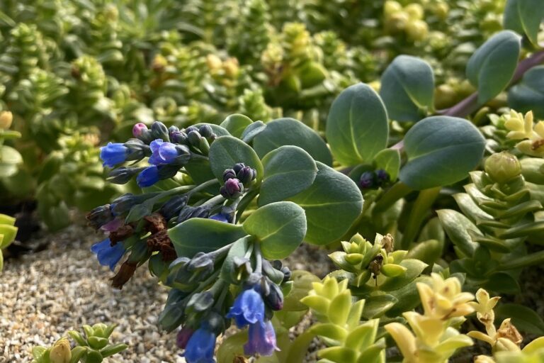 Oysterplant