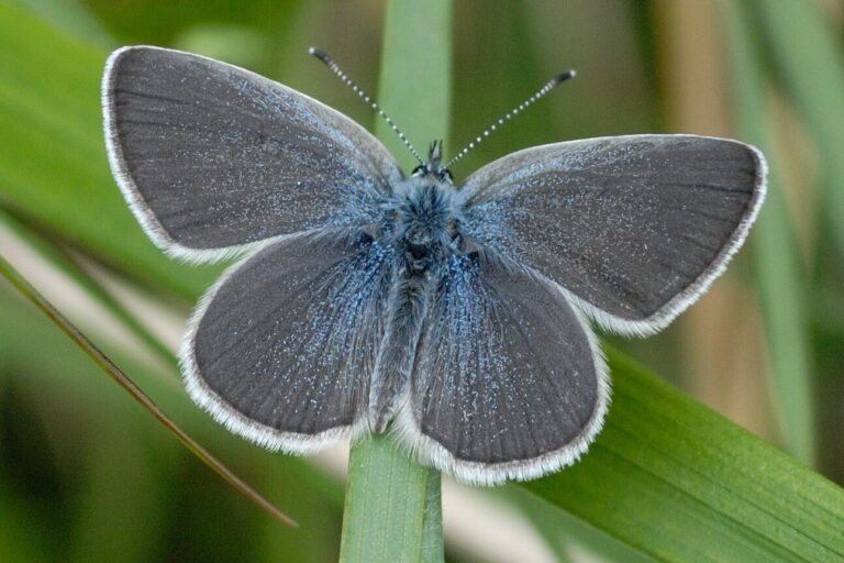 A small blue butterfly on a blade of grass