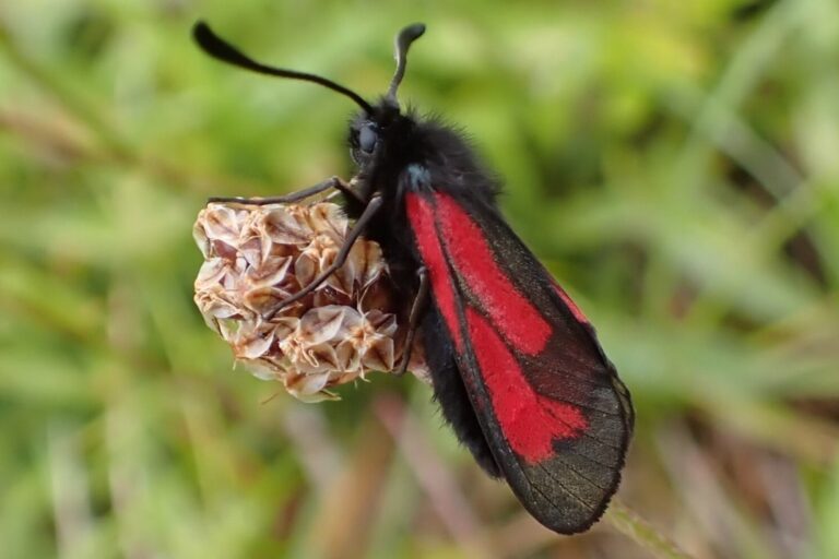 Transparent burnet moth
