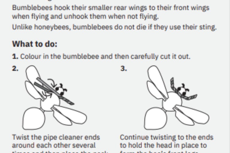 Create a pipe-cleaner ‘species on the edge’!