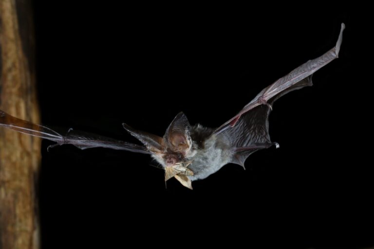 A brown long-eared bat flying at night eating a moth