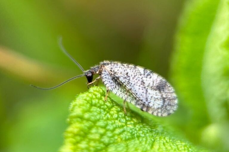 A bordered-brown lacewing on a leaf