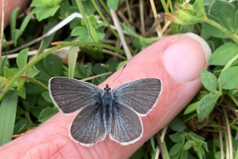 Small blue butterfly on a finger