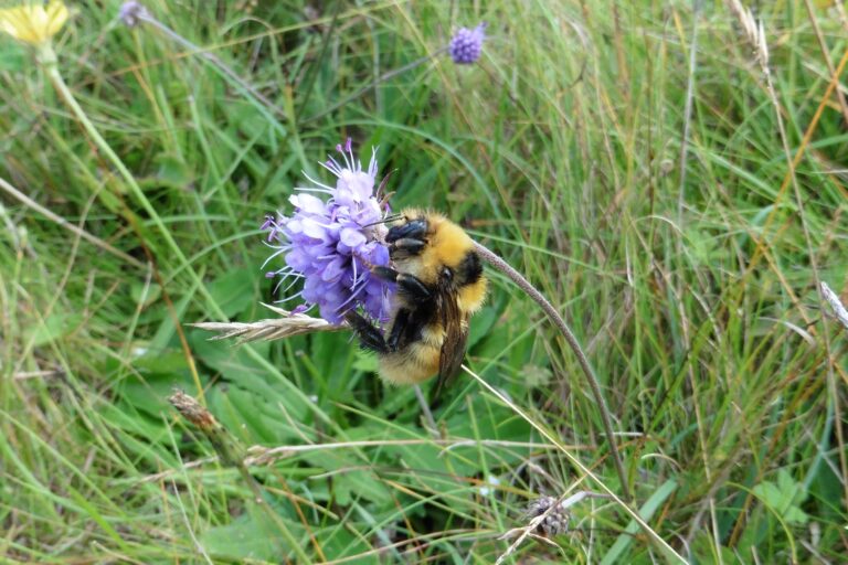 Great Yellow Bumblebee