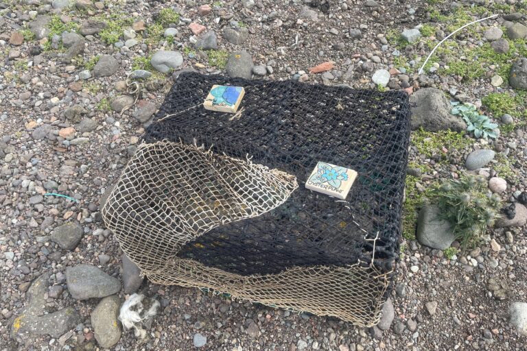 Knitting Protection for Oysterplant, Ollaberry, 6 November