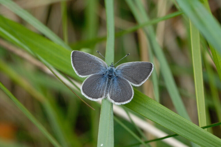 East Coast work parties, various dates