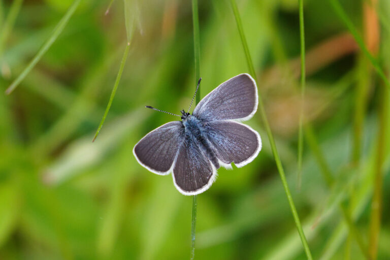 Small Blue Conference, Inverness + Ballchraggan, 15 May
