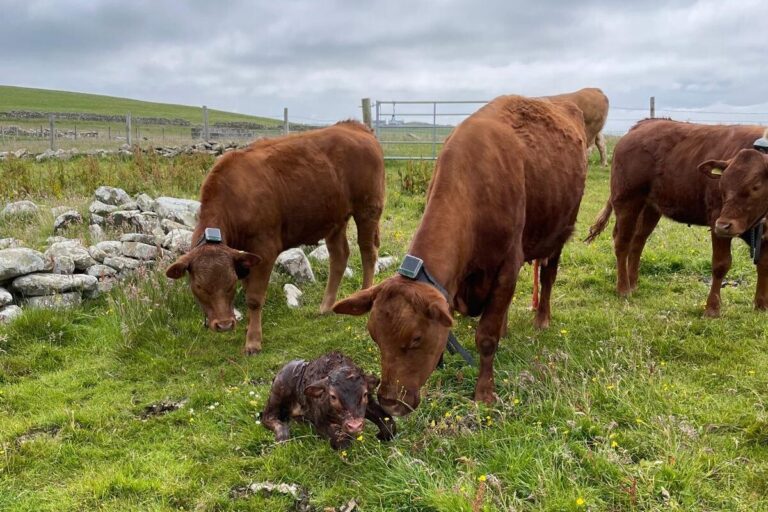 Virtual Fence Cattle Collars – online talk with The Scottish Crofting Federation
