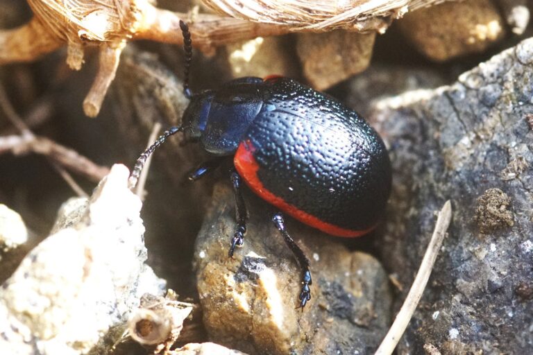 Rare Shetland beetle gets new name: introducing da Peerie Red Scarred Wan 