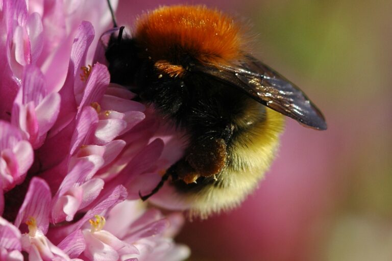 Bee the Change: Take a microaction