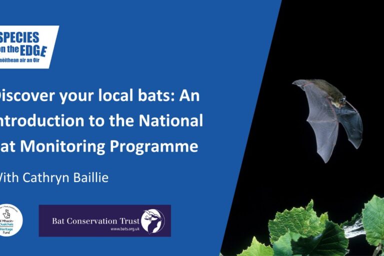 Discover your local bats: An introduction to the National Bat Monitoring Programme