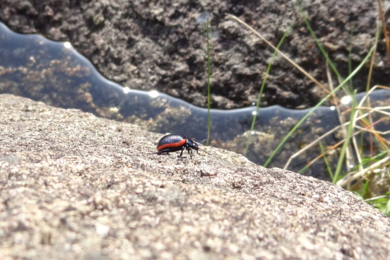 From Oban to Shetland, rare Scottish beetle is creating a buzz