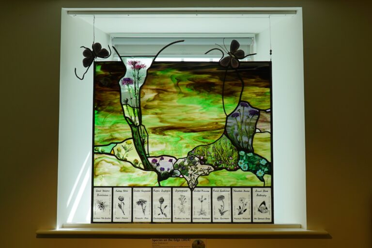 Sutherland’s ‘species on the edge’ come to life in stained-glass 