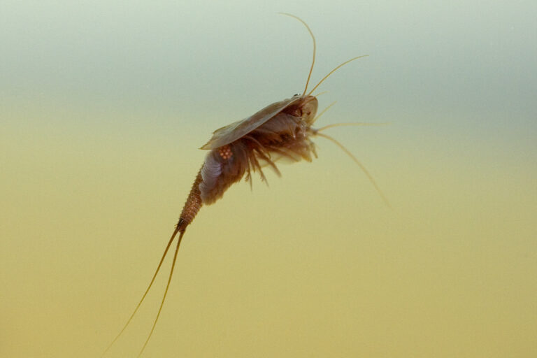 Just add water: heavy rainfall revives ancient species on the Scottish Solway Coast