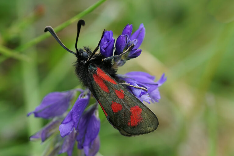 Plug Planting Work Party, Mull, 14 March
