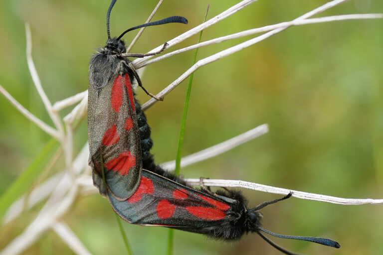 Plug Planting Work Party, Mull, 14 March