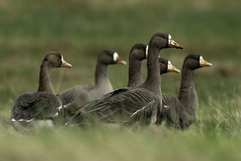 Talk: Photographing Islay’s Wildlife, Islay, 22 June